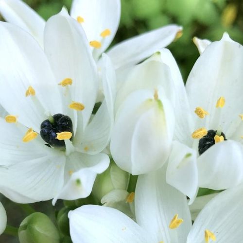 オーニソガラムの花言葉 結婚式にぴったり 花の特徴や品種は Greensnap グリーンスナップ